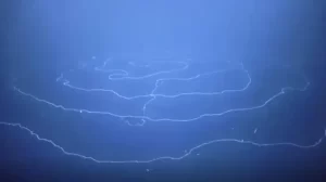 Binatang Sepanjang 45 Satuan Pengukuran Lebih Ditemukan Meliuk-liuk di dalam Pantai Australia