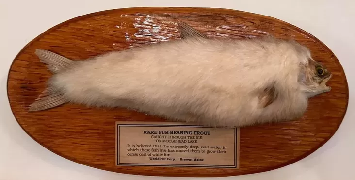 Ikan Berbulu Tertangkap Nelayan setelahnya Puluhan Tahun Dinyatakan Punah