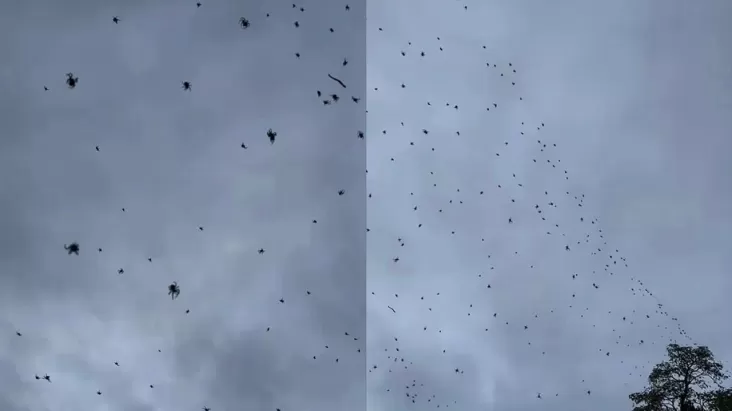 Bermacam-macam Laba-laba Berjatuhan dari Langit, Hal ini adalah Penyebabnya