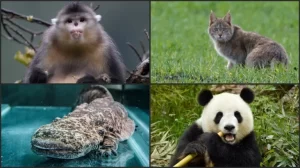 5 Makhluk Hidup Endemik China yang tersebut Mengejutkan, Salah Satunya Panda Raksasa