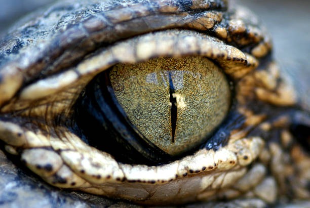 Fungsi kemudian Cara Kerja Selaput Mata Buaya, Rahasia Unik Sang Predator