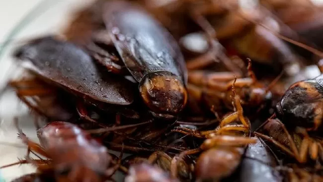 Otak Kecoa Diklaim Jadi Jawaban Penyakit Misterius Orang