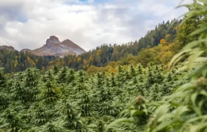 Penemuan Ladang Ganja di tempat Gunung Bromo: Mengapa Ganja Harus Ditanam di tempat Ketinggian?