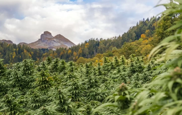 Penemuan Ladang Ganja di dalam tempat Gunung Bromo: Mengapa Ganja Harus Ditanam di dalam tempat Ketinggian?