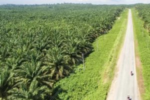Penertiban Lahan Sawit Perlu Kebijakan Satu Peta Hutan