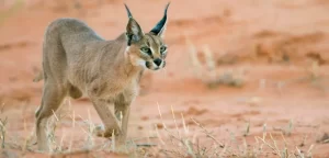 Serang Tentara Israel, Kucing Caracal Jadi Simbol Keberanian