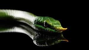 Spesies Baru Ular Bermoncong Tanduk Ditemukan di tempat India