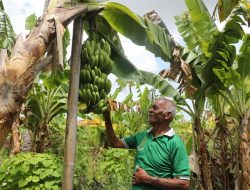Baumata Jadi Kampung Reforma Agraria, Pendapatan Warga Naik dari Pisang