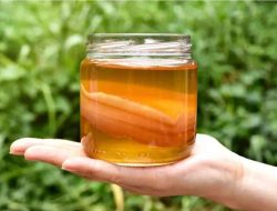 Kombucha: Manfaat dan Cara Membuatnya Bersama Darmawanita