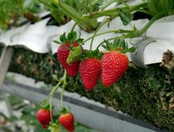 7 Tanaman Buah yang Bisa Ditanam di Rumah