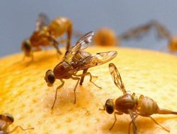 5 Jenis Lalat Paling Menjijikkan yang Jadi Penyelamat Alam!