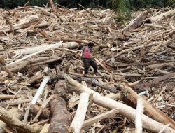 Prabowo Ungkap Pelaku Perusak Hutan Sumatra, Banjir dan Longsor Jadi Perhatian