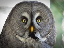 5 Fakta Menarik Burung Hantu Abadi Hutan Boreal