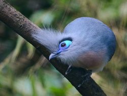 5 Fakta Menarik Burung Crested Coua, Spesies Unik Madagascar dengan Mata Biru