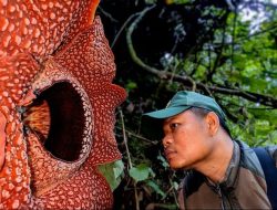 Bunga bangkai langka ditemukan di Sumatera, peneliti Indonesia bersuka cita