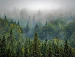 Mengapa Hutan Disebut Paru-Paru Bumi? Ini Jawabannya!