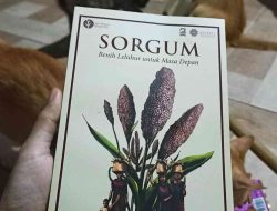 Sorgum: Pangan Lokal yang Terlupakan