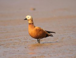 5 Fakta Menarik Ruddy Shelduck, Bebek Oranye Percaya Diri!