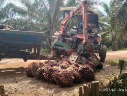 Emiten CPO Hadapi Tantangan Akhir 2025, Ini Rekomendasi Sahamnya