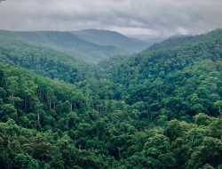 Jutaan Pohon Tumbuh di Tiongkok Ubah Siklus Air, Bagaimana?