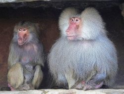 7 Fakta Menarik Hamadryas Baboon, Primata Penghuni Gurun