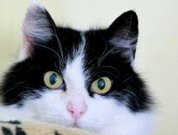 10 Makna Mimpi Anak Kucing Menggigit, Tanda Kewalahan hingga Hambatan