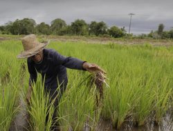 Raperda Asuransi Pertanian Disahkan, Petani Minta Segera Dilakukan Sosialisasi