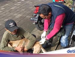 Satu Hari Dua Serangan Anjing, Warga Digigit dan Bocah 9 Tahun Patah Gigi