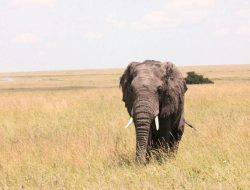 4 Fakta Ilmiah Tentang Belalai Gajah yang Memiliki Ribuan Otot!