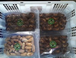 Kue Kering NW Raup 100 Kg Per Pesanan di Desa Padang Beltim