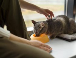 Apakah Kucing Bisa Puasa Seperti Manusia?