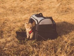 4 Tips Mudik Aman Bersama Kucing, Tanpa Drama!
