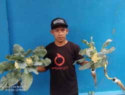 Petani Muda Semarang Raup Jutaan dari Hidroponik di Lahan Sempit