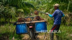 Ahli mengajukan pemantauan ulang batas limbah sawit oleh Kementerian LH