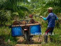 Ahli mengajukan pemantauan ulang batas limbah sawit oleh Kementerian LH