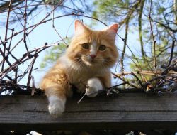 Mengapa Kucing Suka Mengikuti Kita? Ini Rahasianya