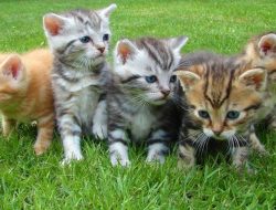 Mengapa Semua Anak Kucing Lahir dengan Mata Biru?