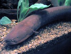 5 Ikan Air Tawar dengan Pertahanan Unik, Apa Saja?