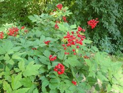 5 Fakta Menarik Red Baneberry, Senjata Berburu Tradisional Suku Asli Amerika