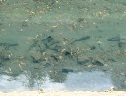 Jakarta siap lawan ikan sapu-sapu, ahli ungkap solusi terbaik