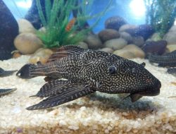 Apa yang Terjadi Jika Ikan Sapu-sapu Dibiarkan Hidup?